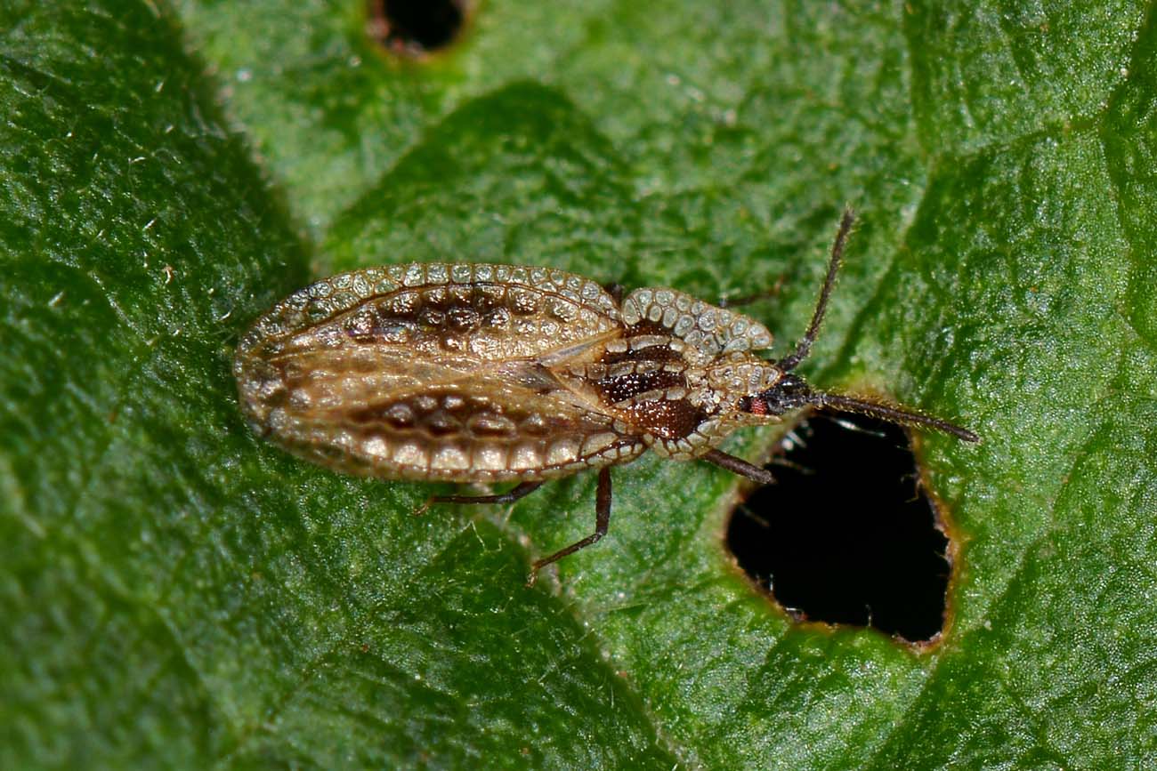 Tingidae: Derephysia sinuatocollis del Piemonte